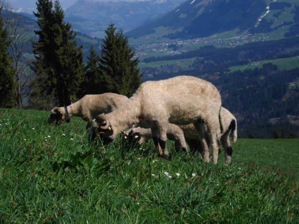 Villa Biobauernhof Fleckl à Hopfgarten im Brixental Extérieur photo